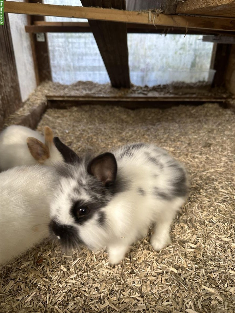 Bild 3: Junge Löwenkopf Zwergkaninchen, männlich und weiblich