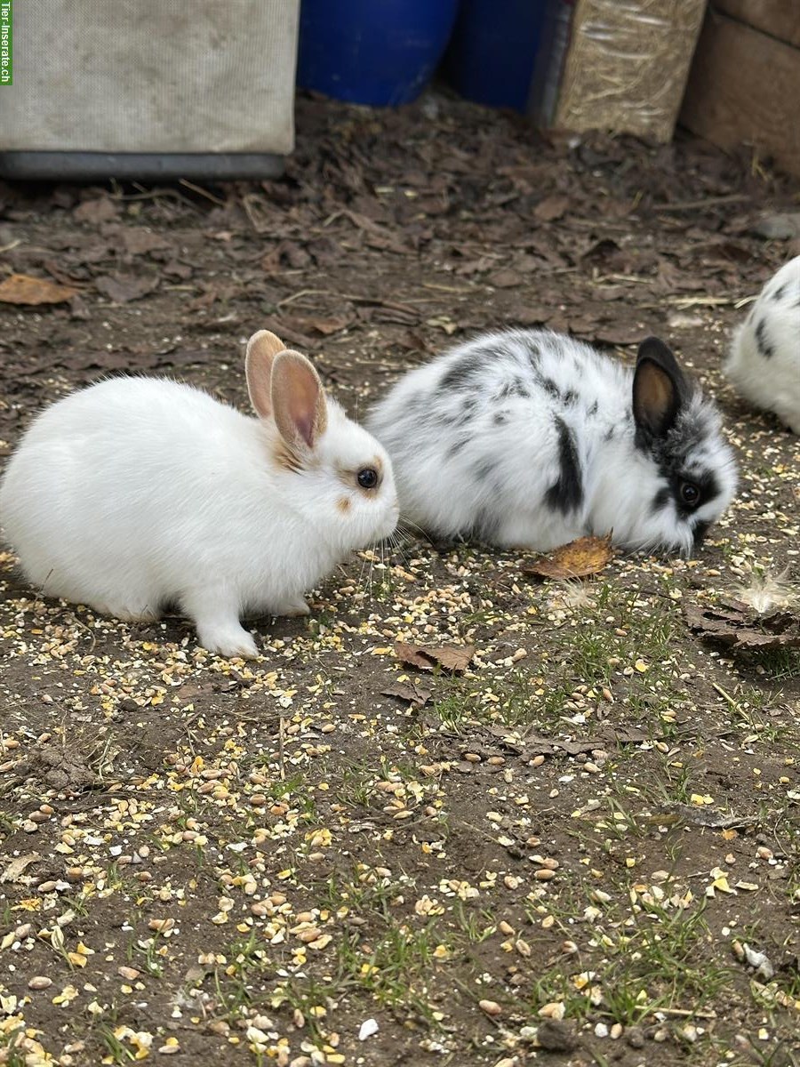 Bild 4: Junge Löwenkopf Zwergkaninchen, männlich und weiblich