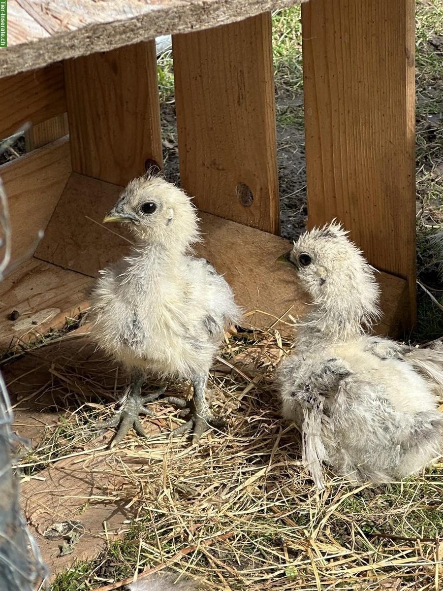 2 Silkie Seidenhuhn Küken abzugeben