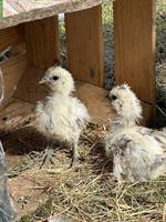 2 Silkie Seidenhuhn Küken abzugeben
