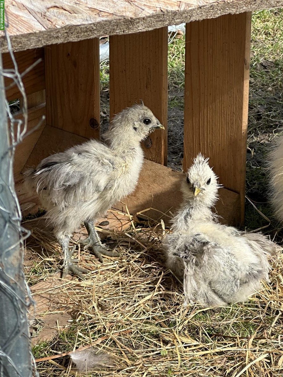 Bild 2: 2 Silkie Seidenhuhn Küken abzugeben