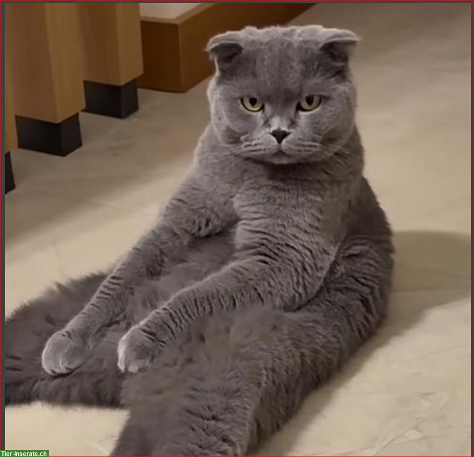 Britisch Kurzhaar Katze, männlich zu verkaufen