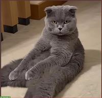 Britisch Kurzhaar Katze, männlich zu verkaufen