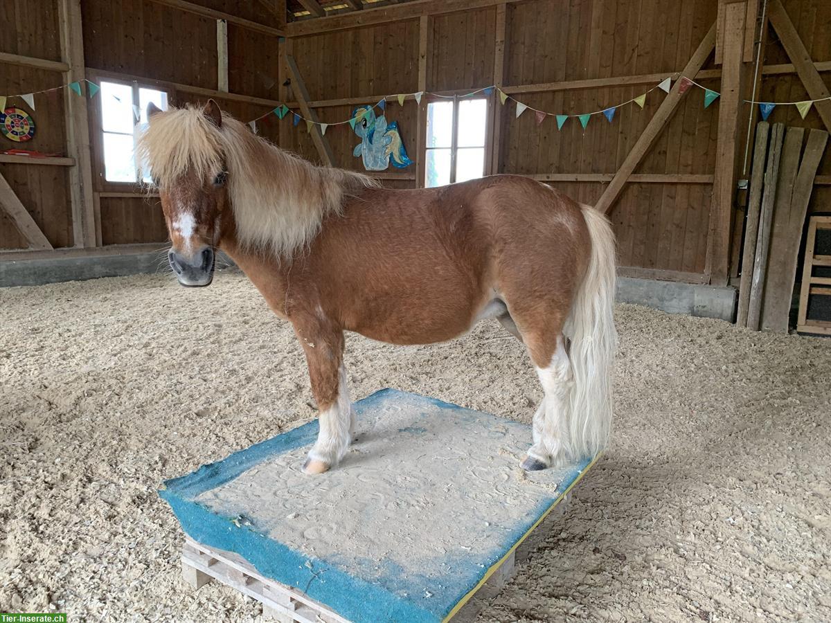 2 Shetlandponys, Stute und Wallach abzugeben