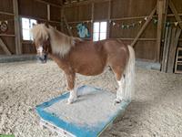 2 Shetlandponys, Stute und Wallach abzugeben