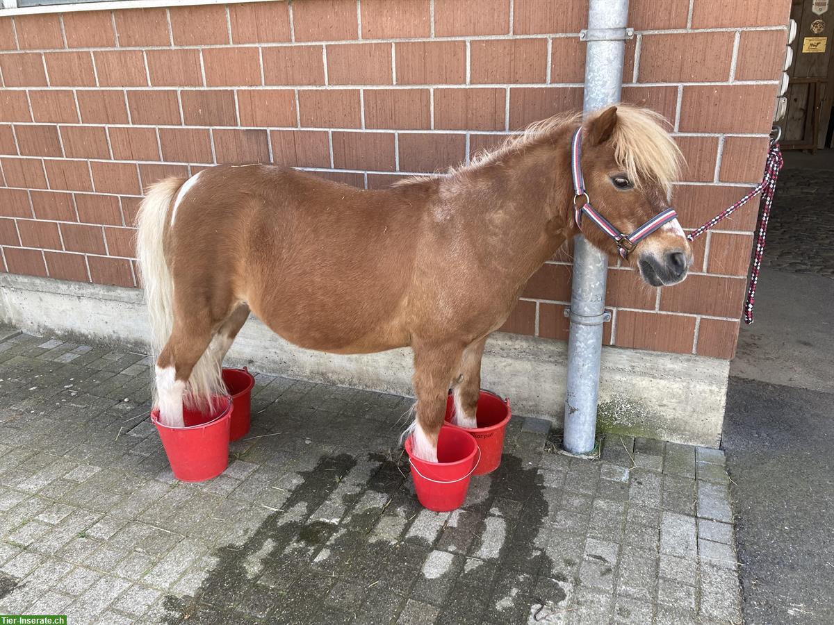 Bild 3: 2 Shetlandponys, Stute und Wallach abzugeben