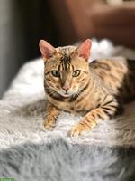 Bengal Kater, 2-jährig sucht neues Zuhause