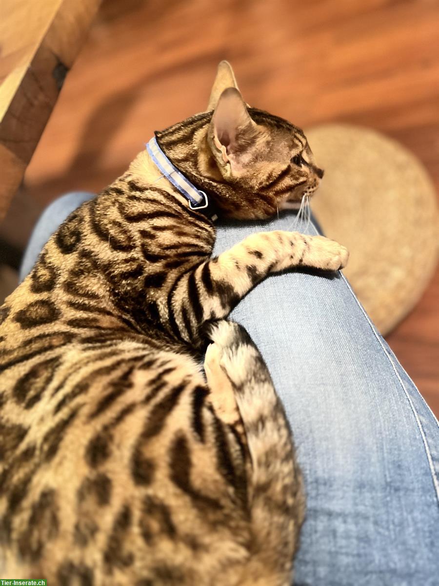 Bild 2: Bengal Kater, 2-jährig sucht neues Zuhause
