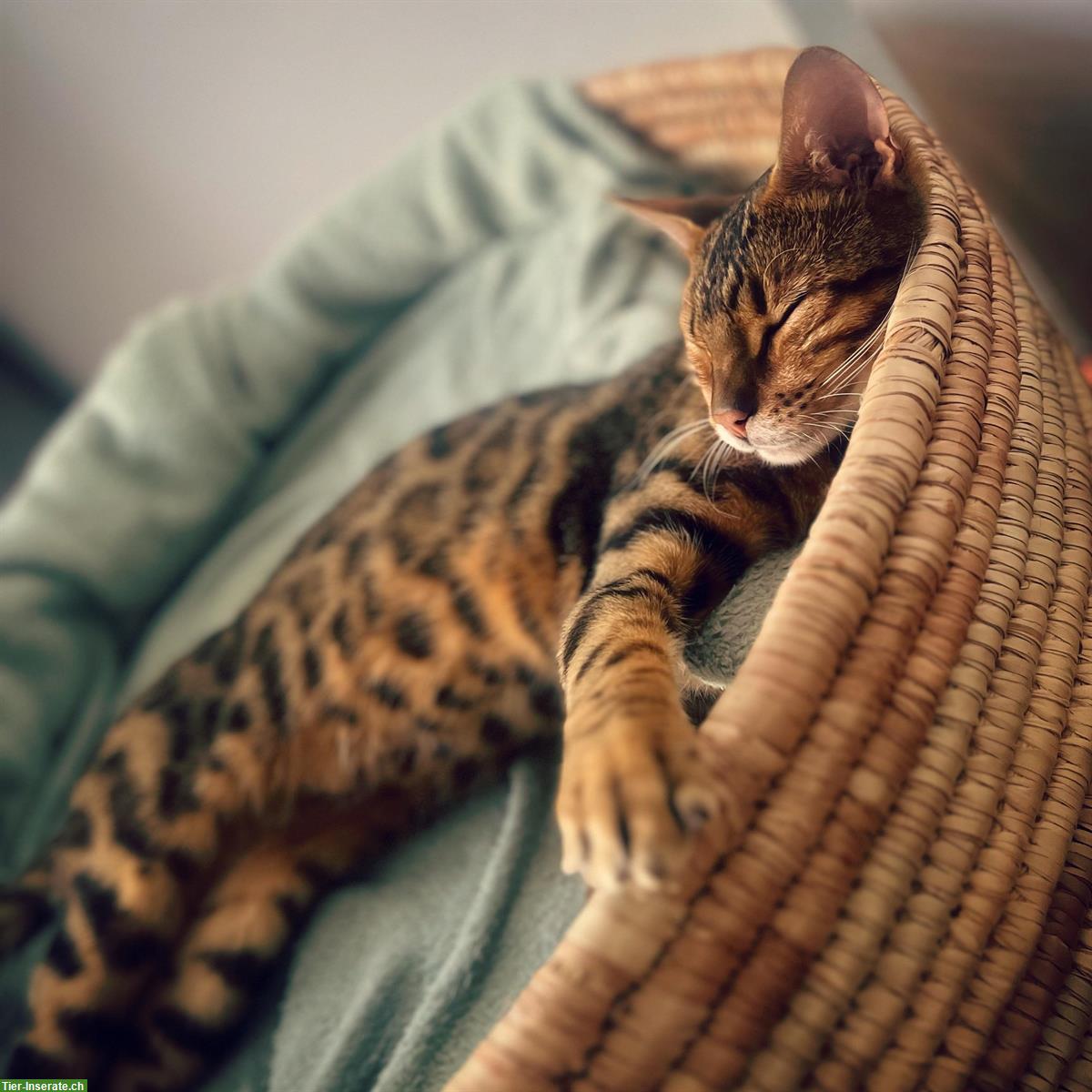 Bild 3: Bengal Kater, 2-jährig sucht neues Zuhause