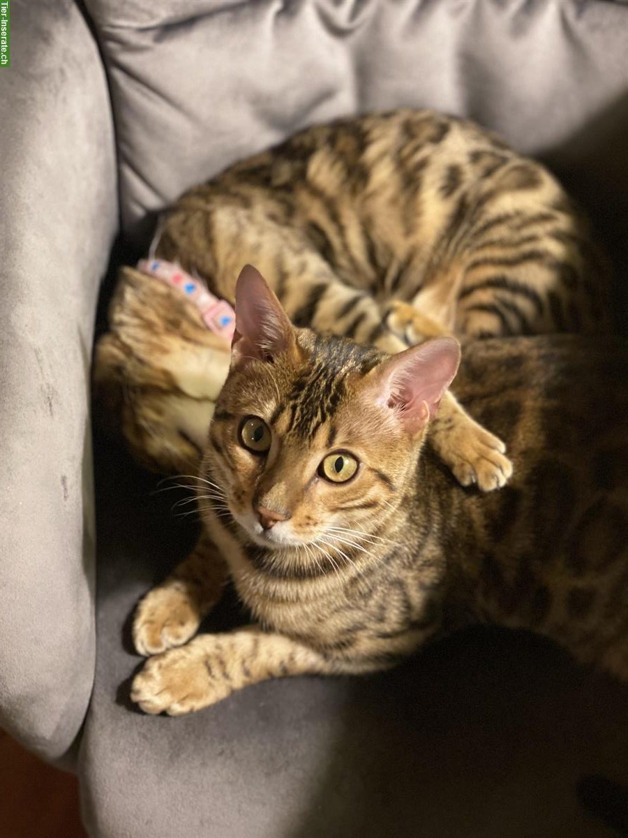 Bild 4: Bengal Kater, 2-jährig sucht neues Zuhause