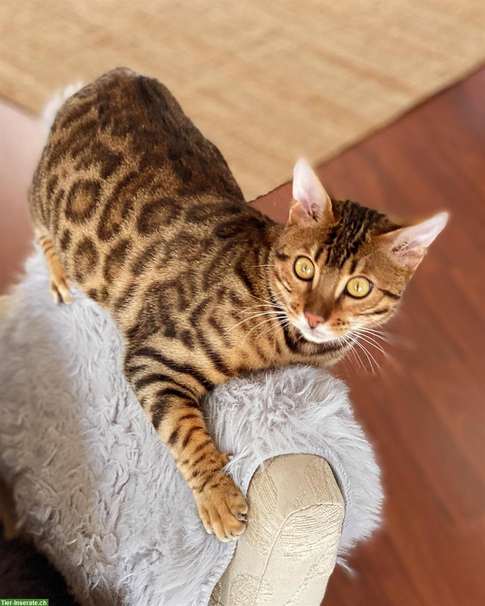 Bild 5: Bengal Kater, 2-jährig sucht neues Zuhause