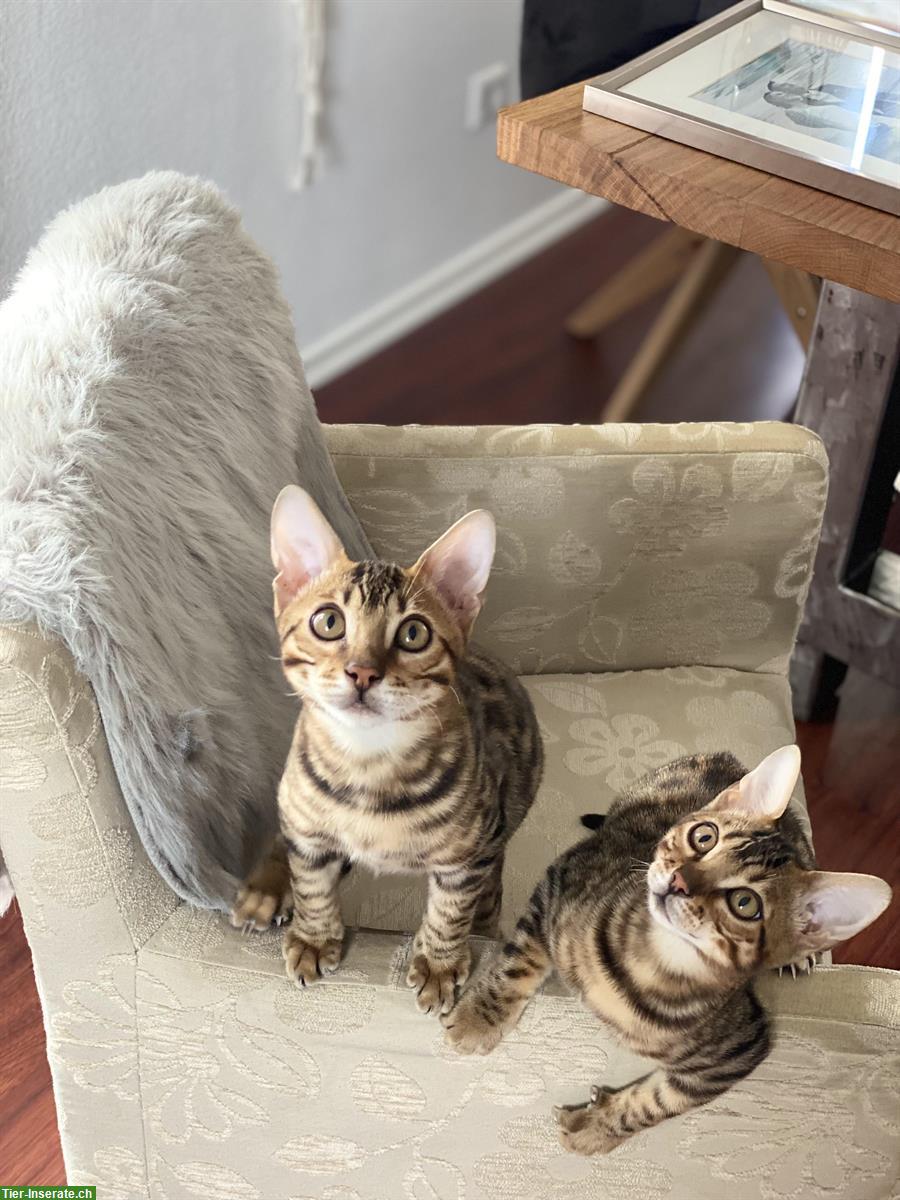 Bild 6: Bengal Kater, 2-jährig sucht neues Zuhause
