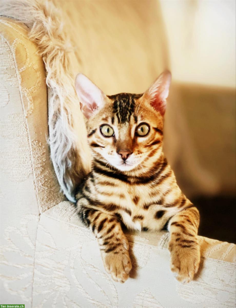 Bild 7: Bengal Kater, 2-jährig sucht neues Zuhause