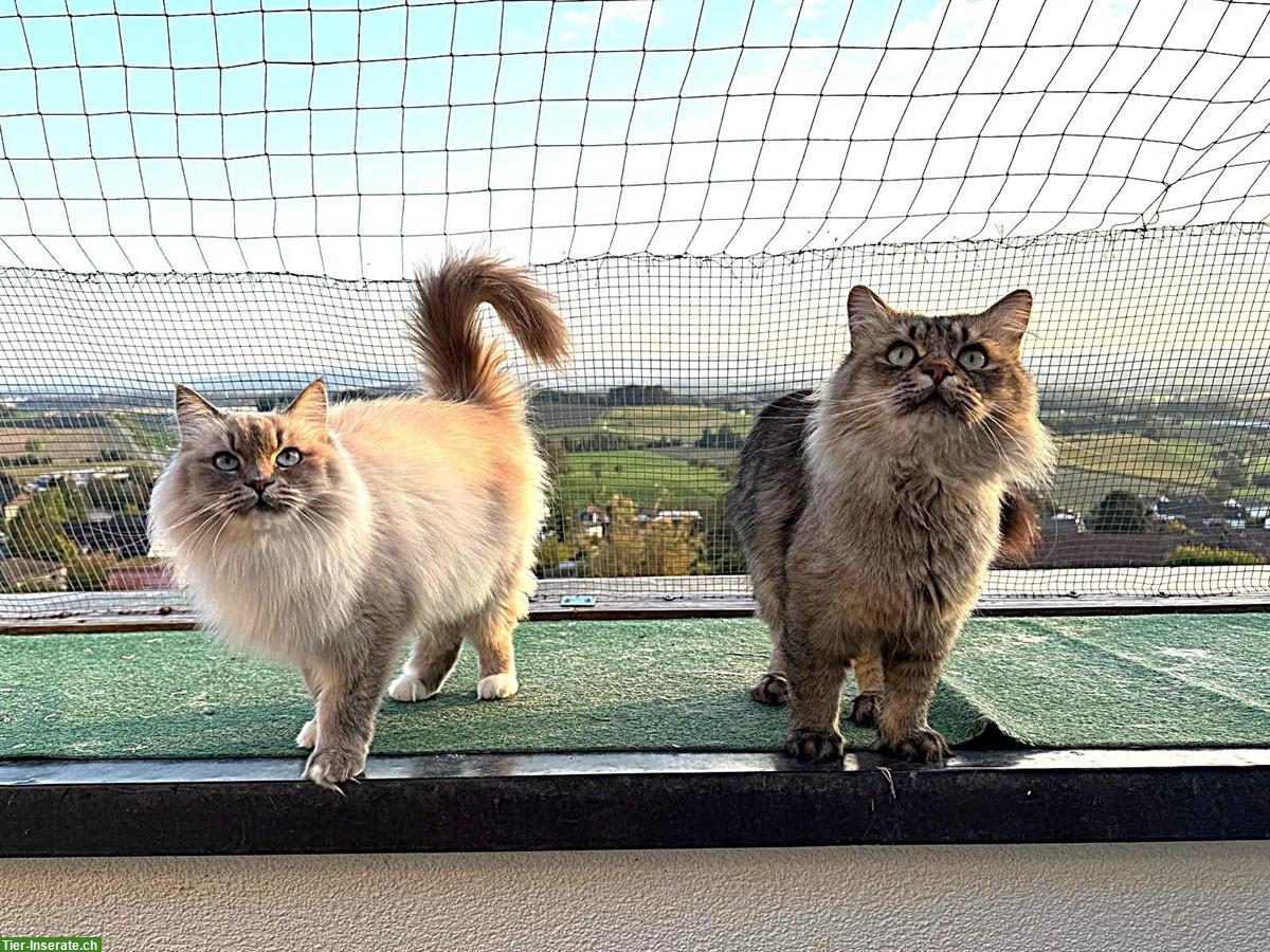Bild 2: Sibirische Kater und eine Neva Masquarade Kätzin