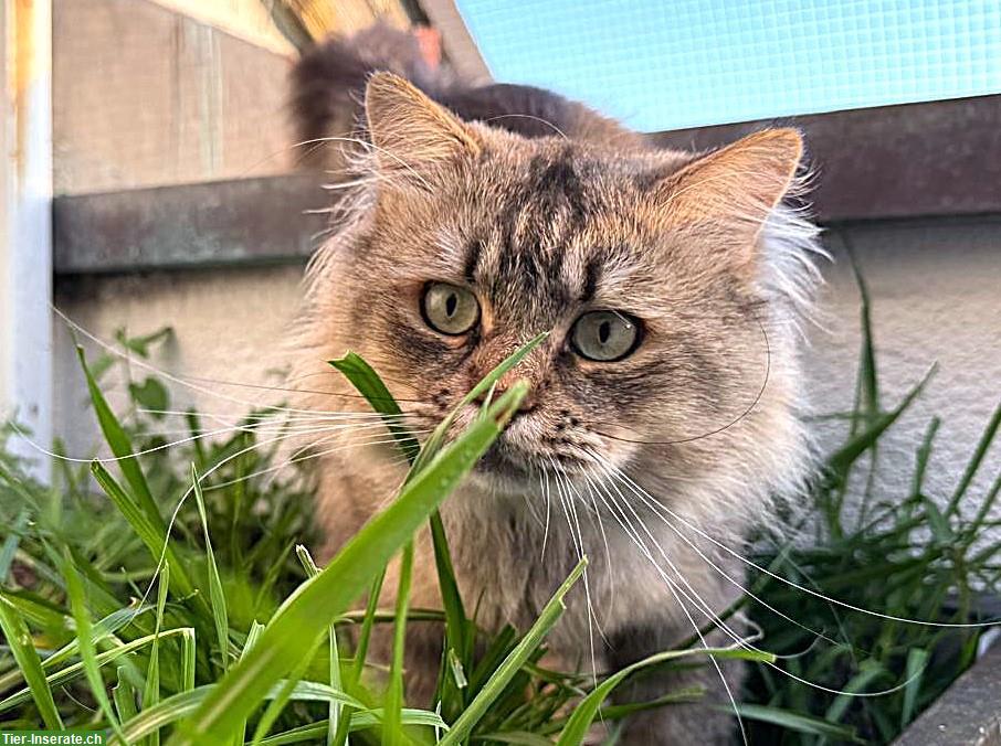 Bild 3: Sibirische Kater und eine Neva Masquarade Kätzin