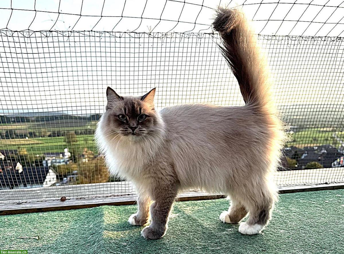 Bild 4: Sibirische Kater und eine Neva Masquarade Kätzin