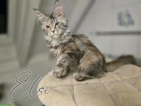 Traumhafte Maine Coon Kitten mit Stammbaum