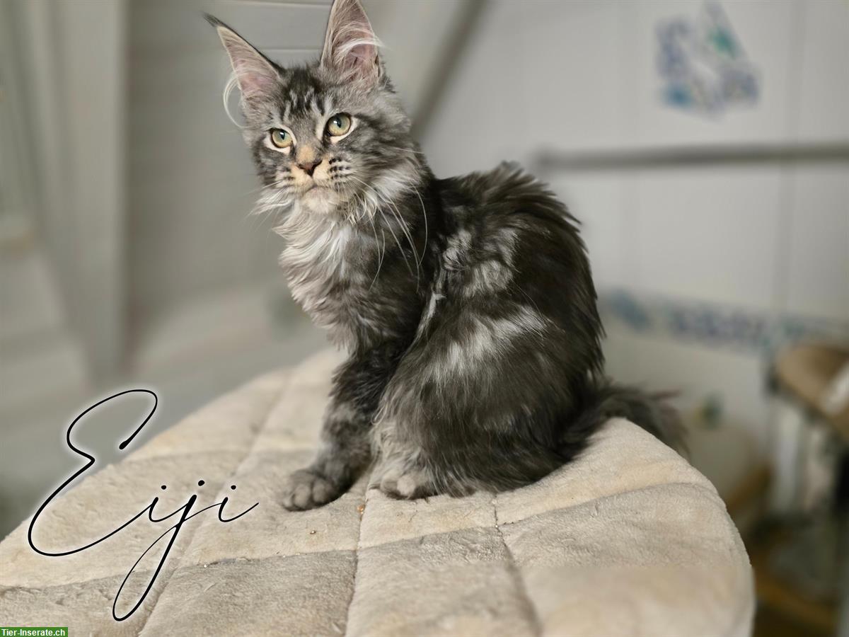 Bild 2: Traumhafte Maine Coon Kitten mit Stammbaum