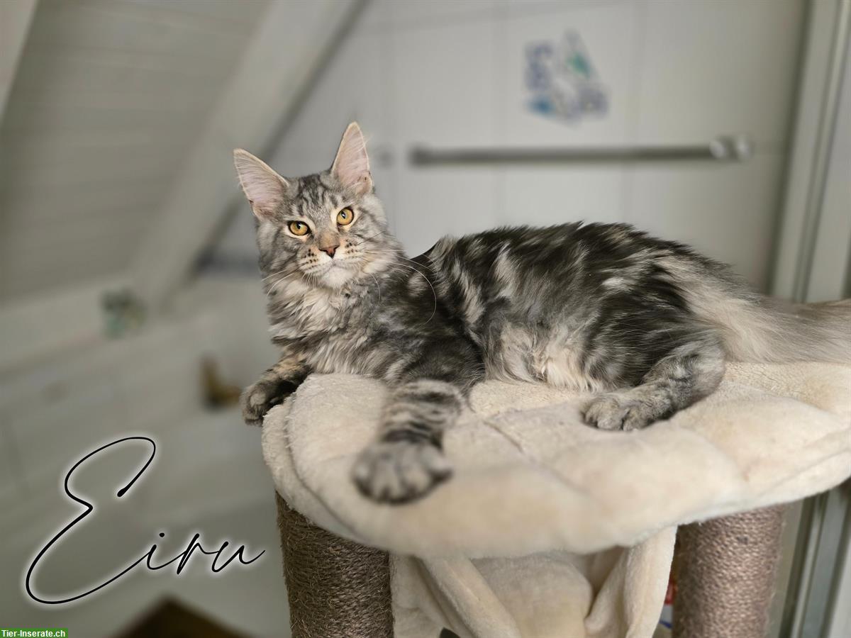 Bild 3: Traumhafte Maine Coon Kitten mit Stammbaum