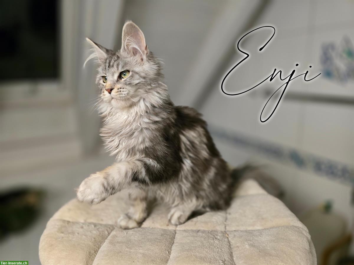 Bild 4: Traumhafte Maine Coon Kitten mit Stammbaum