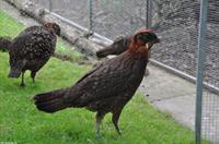 Temmincktragopan zu verkaufen