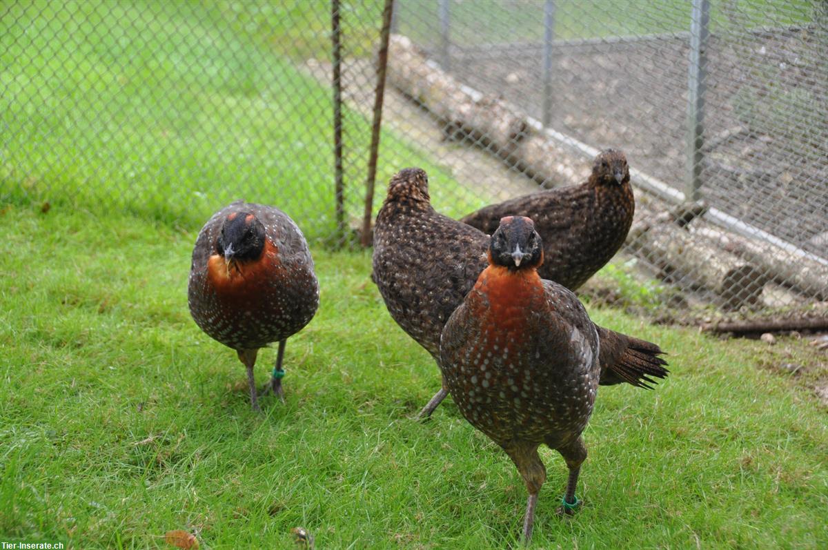 Bild 2: Temmincktragopan zu verkaufen