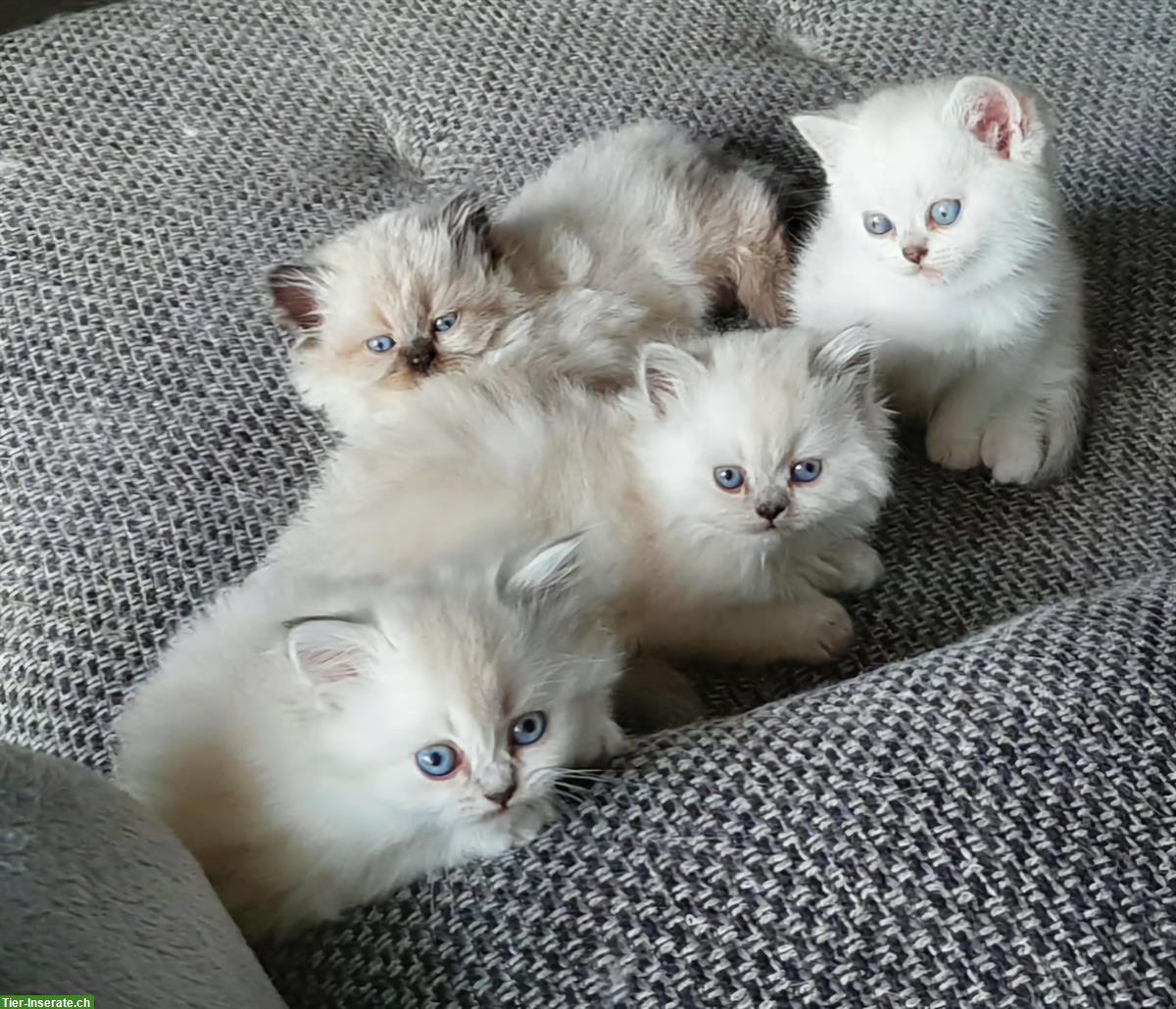 Junge BKH / BLH Kitten suchen liebes Zuhause