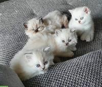 Junge BKH / BLH Kitten suchen liebes Zuhause