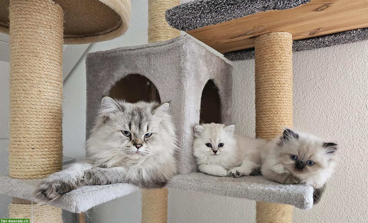 Bild 2: Junge BKH / BLH Kitten suchen liebes Zuhause