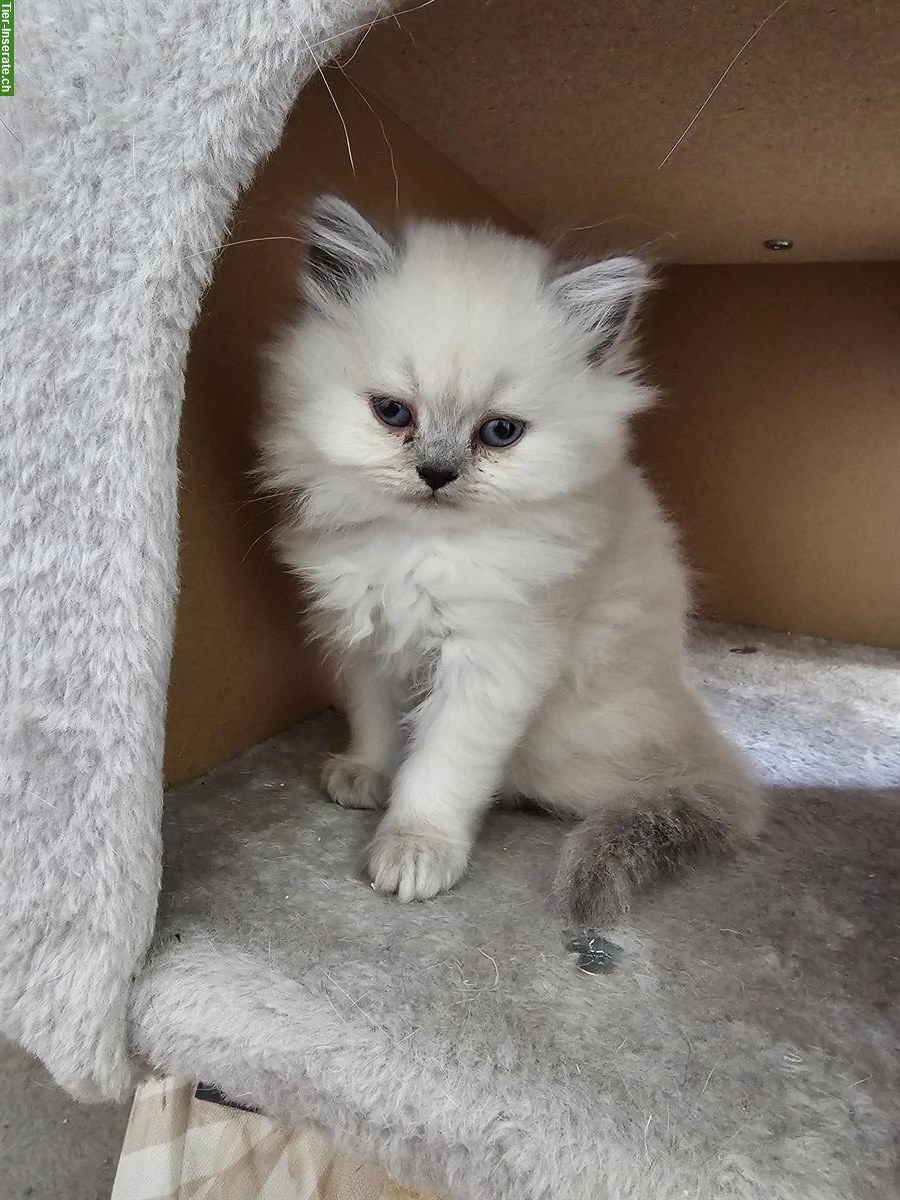 Bild 3: Junge BKH / BLH Kitten suchen liebes Zuhause