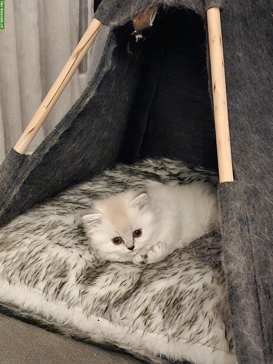 Bild 4: Junge BKH / BLH Kitten suchen liebes Zuhause