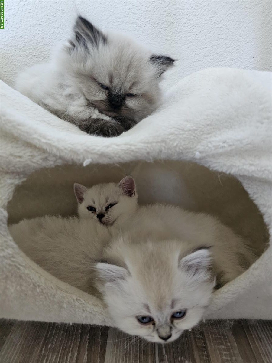 Bild 5: Junge BKH / BLH Kitten suchen liebes Zuhause