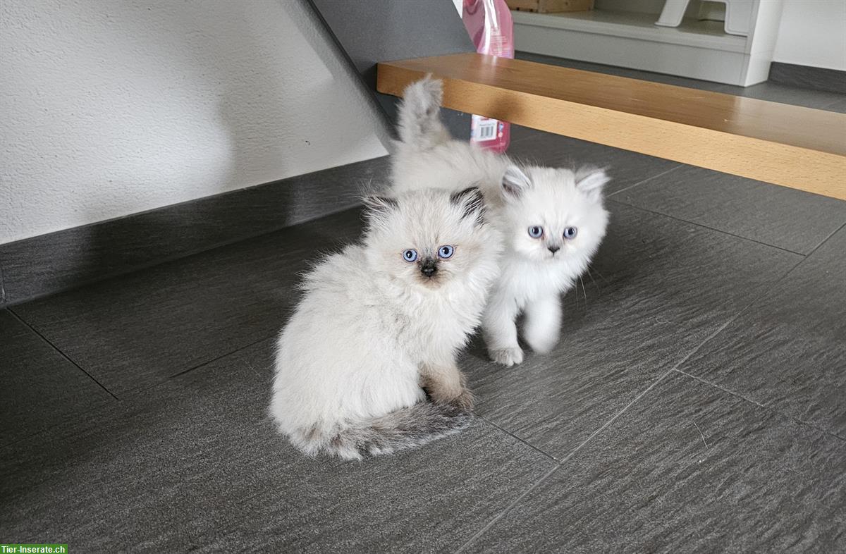 Bild 6: Junge BKH / BLH Kitten suchen liebes Zuhause