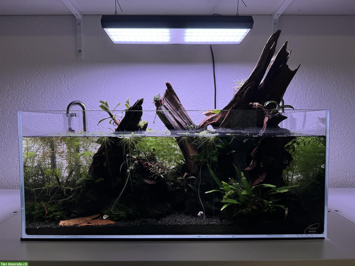 45 Liter Aquarium, Aquascape Komplettpaket