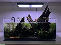45 Liter Aquarium, Aquascape Komplettpaket