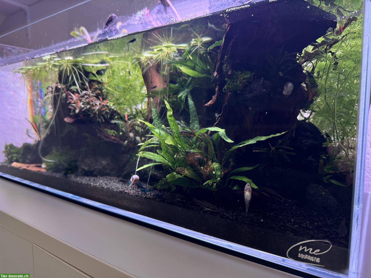 Bild 2: 45 Liter Aquarium, Aquascape Komplettpaket