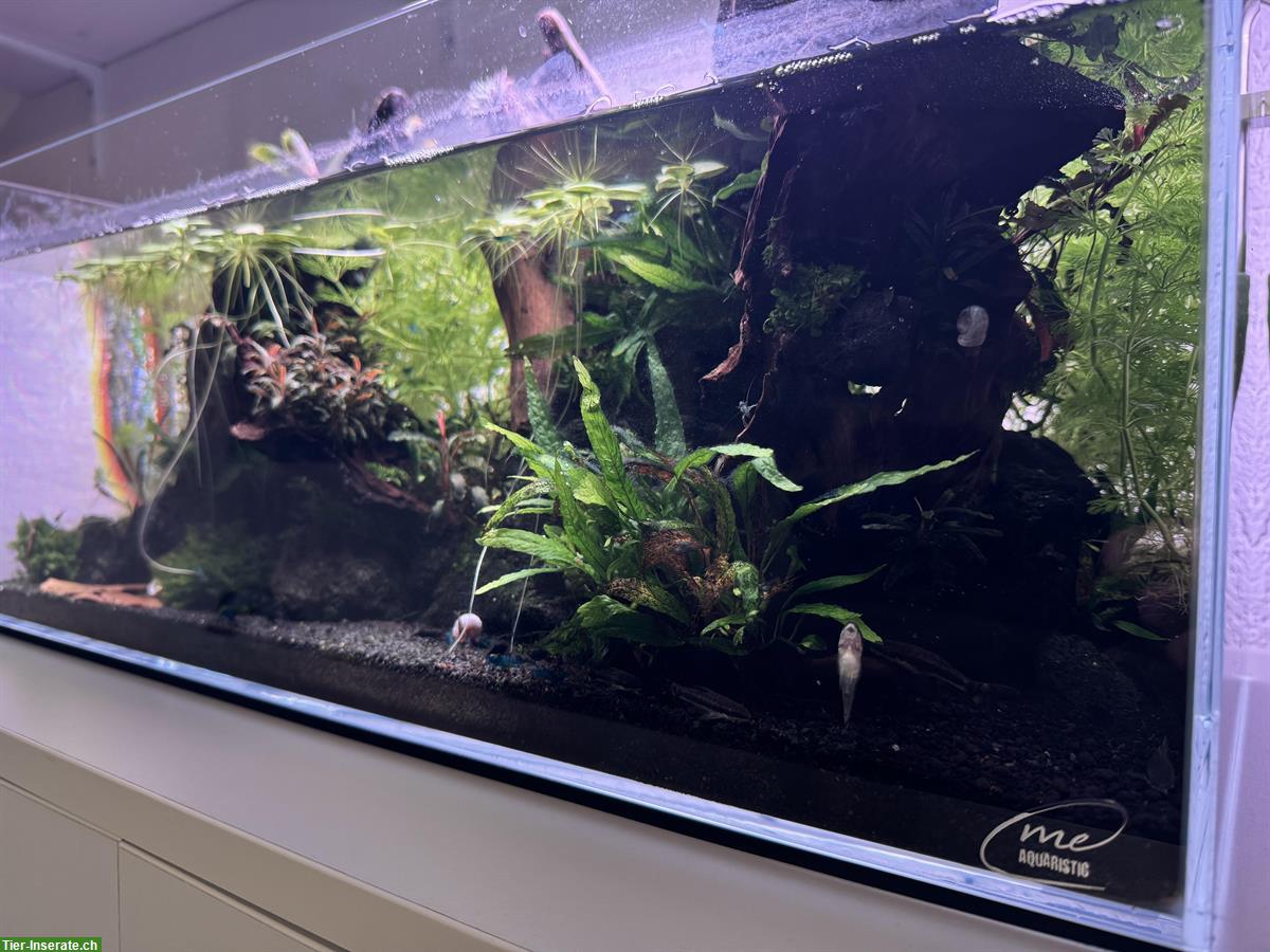 Bild 3: 45 Liter Aquarium, Aquascape Komplettpaket