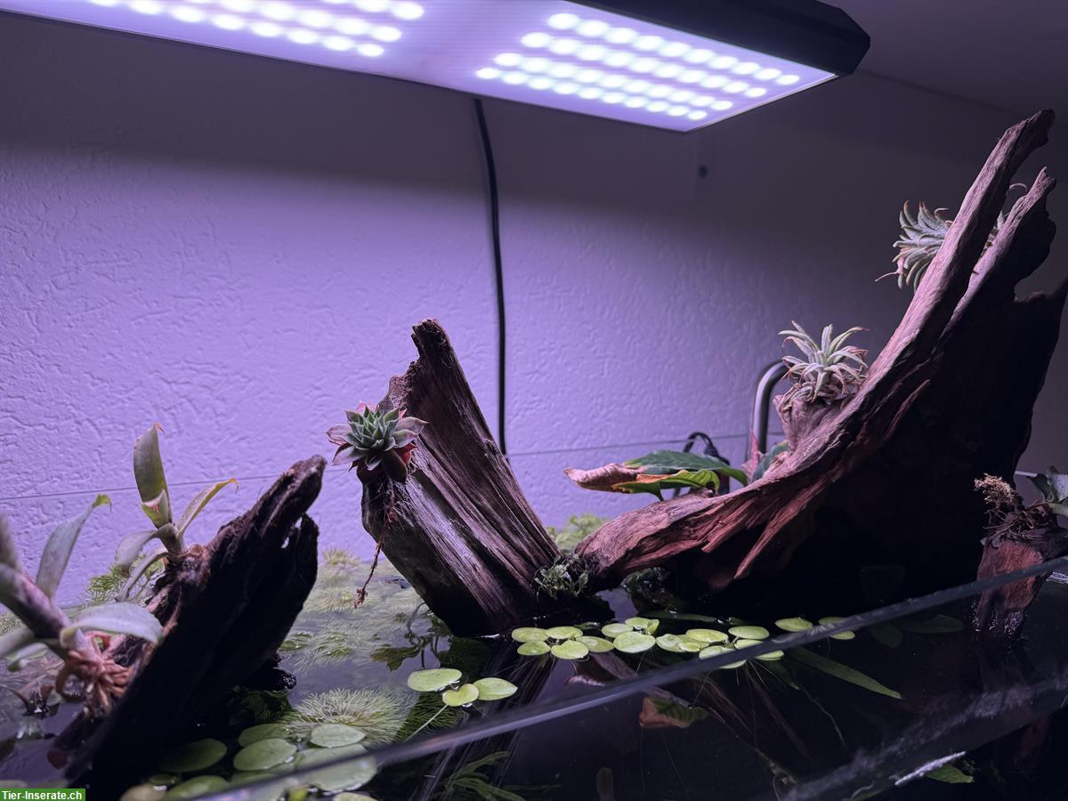 Bild 4: 45 Liter Aquarium, Aquascape Komplettpaket
