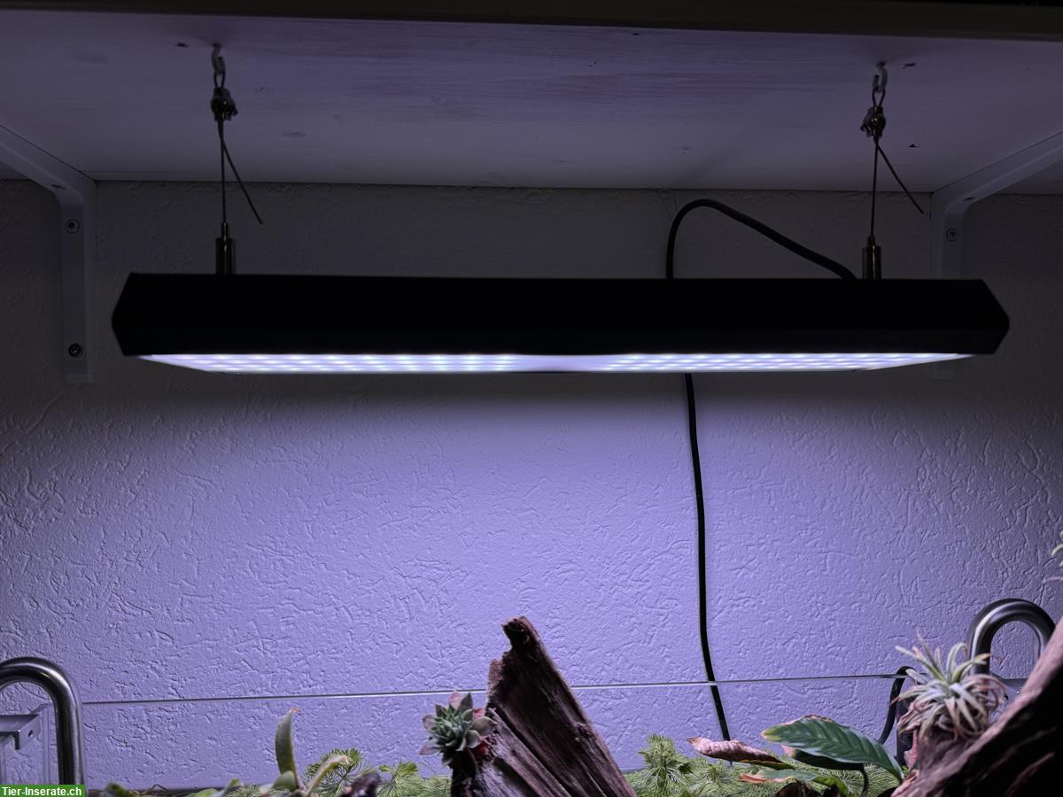 Bild 5: 45 Liter Aquarium, Aquascape Komplettpaket