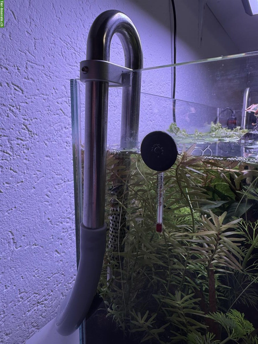 Bild 8: 45 Liter Aquarium, Aquascape Komplettpaket