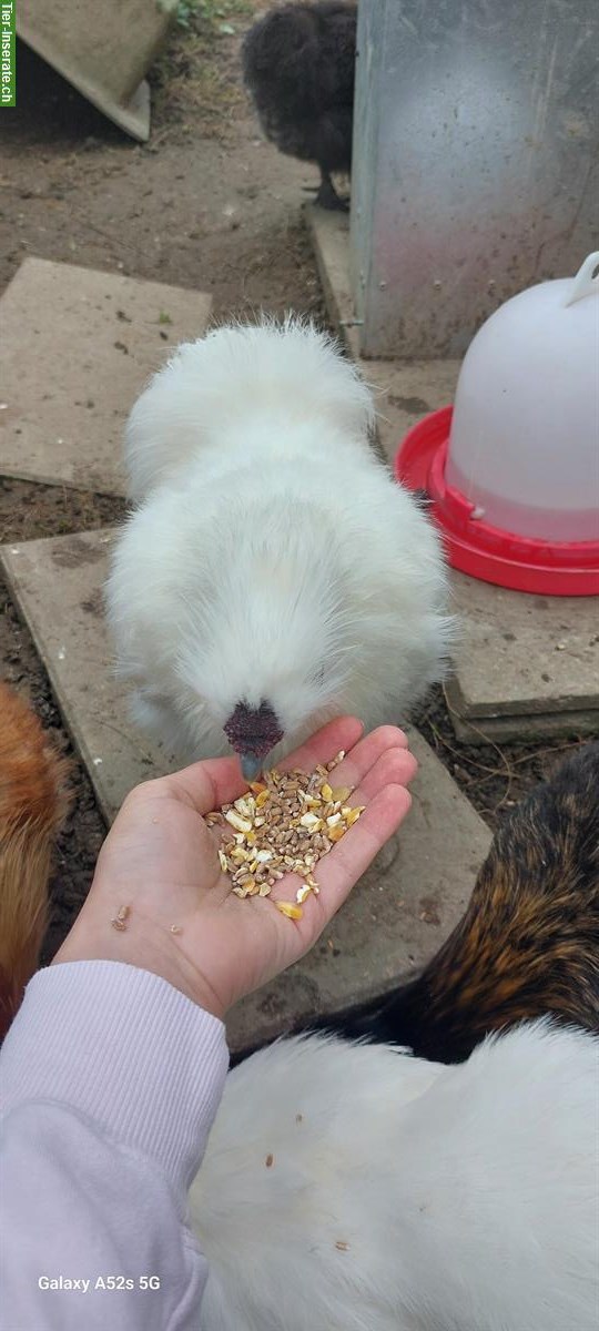 3 Zahme junge Seidenhuhn Hähne abzugeben