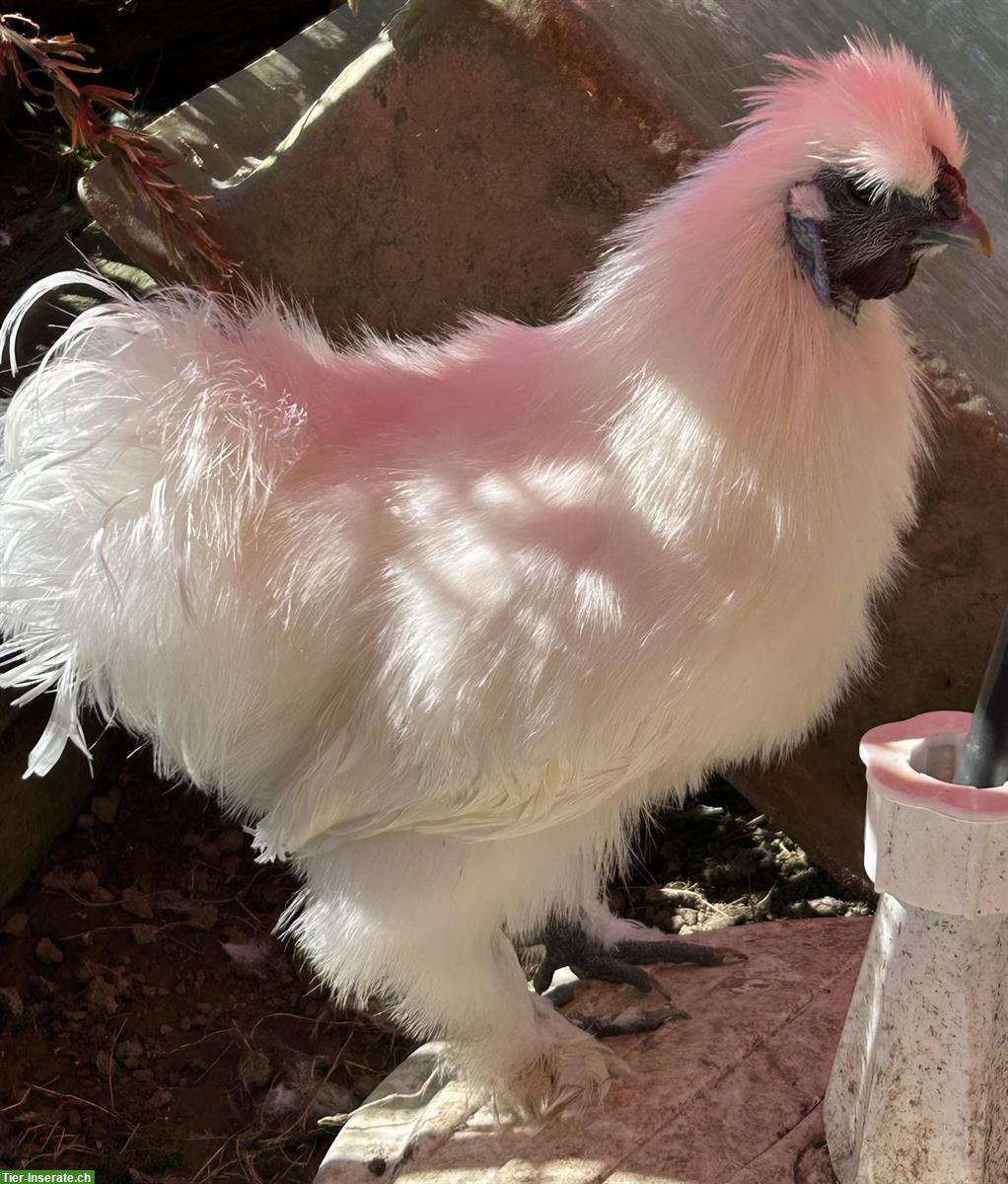 Bild 3: 3 Zahme junge Seidenhuhn Hähne abzugeben