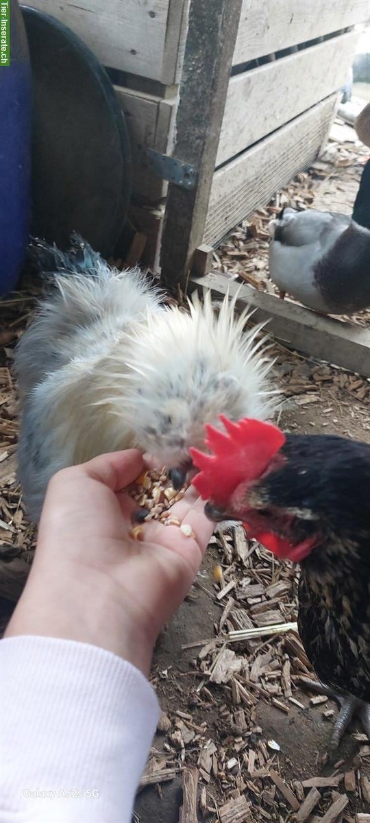 Bild 4: 3 Zahme junge Seidenhuhn Hähne abzugeben