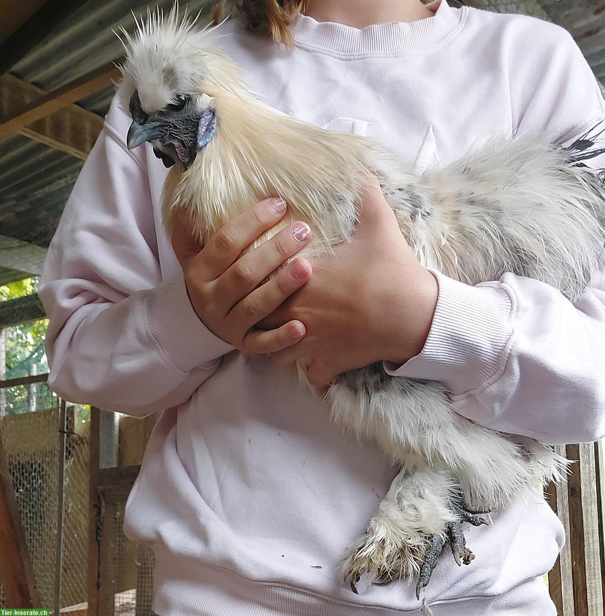 Bild 5: 3 Zahme junge Seidenhuhn Hähne abzugeben