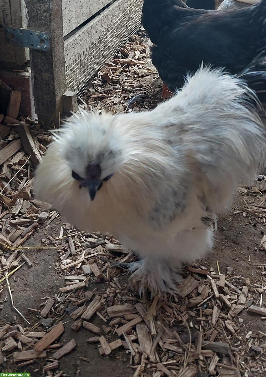 Bild 6: 3 Zahme junge Seidenhuhn Hähne abzugeben