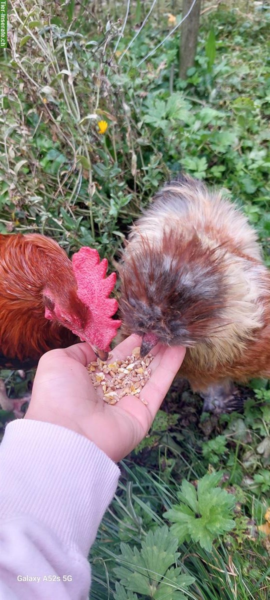 Bild 7: 3 Zahme junge Seidenhuhn Hähne abzugeben