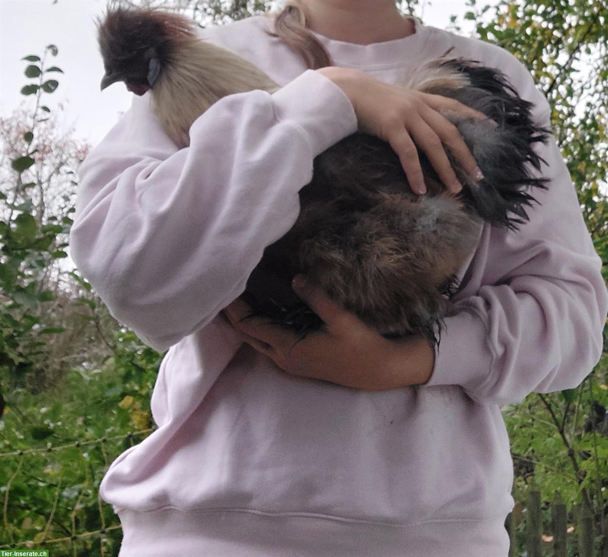 Bild 8: 3 Zahme junge Seidenhuhn Hähne abzugeben