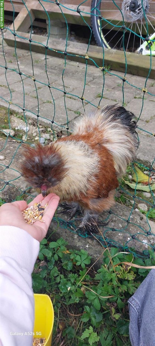 Bild 9: 3 Zahme junge Seidenhuhn Hähne abzugeben