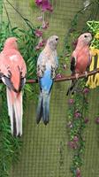 Bourkesittich Paar in Rosa Opalin zu verkaufen