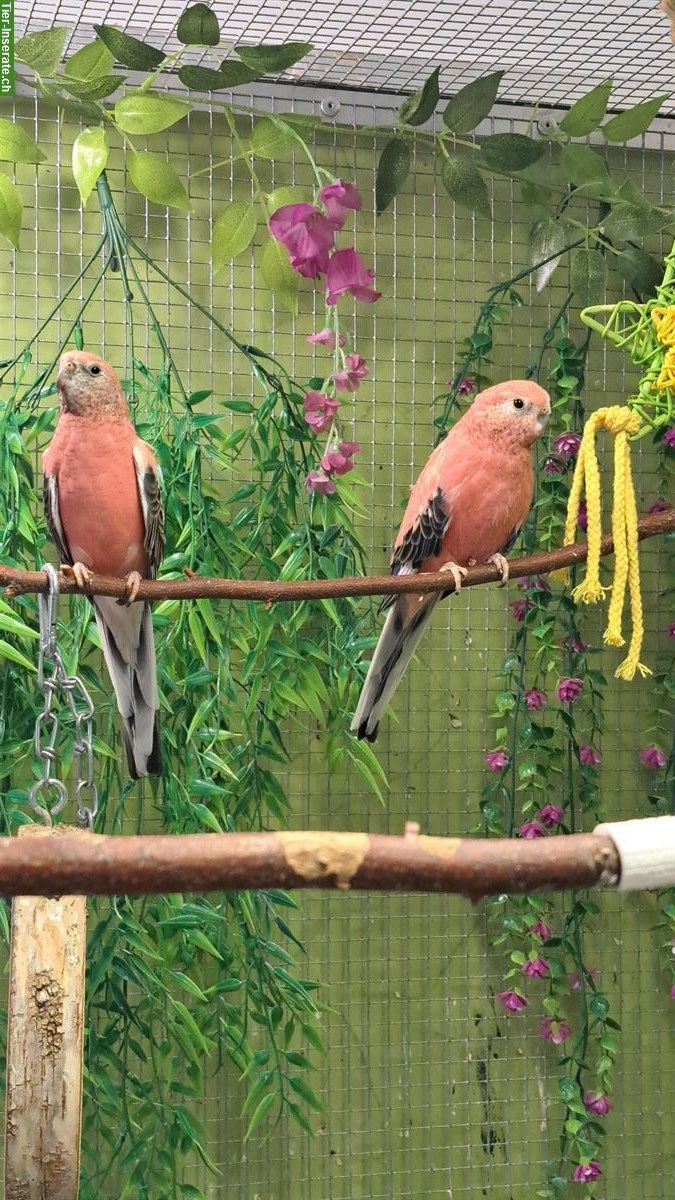 Bild 2: Bourkesittich Paar in Rosa Opalin zu verkaufen